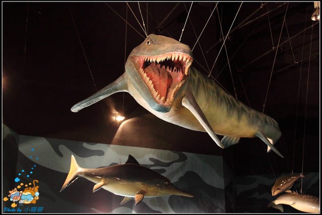 《遊記—屏東》國立海洋生物博物館~與海洋生物最近距離的接觸 - 第43張圖 《遊記—屏東》國立海洋生物博物館~與海洋生物最近距離的接觸