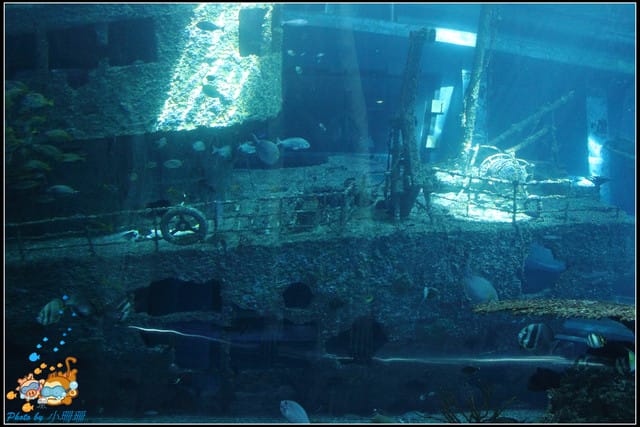 《遊記—屏東》國立海洋生物博物館~與海洋生物最近距離的接觸 - 第17張圖 《遊記—屏東》國立海洋生物博物館~與海洋生物最近距離的接觸