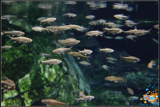 《遊記—屏東》國立海洋生物博物館~與海洋生物最近距離的接觸 - 第25張圖 《遊記—屏東》國立海洋生物博物館~與海洋生物最近距離的接觸