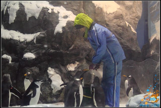 《遊記—屏東》國立海洋生物博物館~與海洋生物最近距離的接觸 - 第48張圖 《遊記—屏東》國立海洋生物博物館~與海洋生物最近距離的接觸