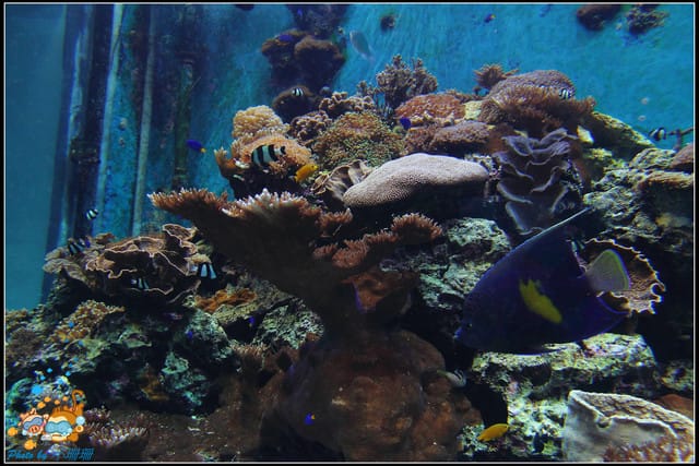 《遊記—屏東》國立海洋生物博物館~與海洋生物最近距離的接觸 - 第9張圖 《遊記—屏東》國立海洋生物博物館~與海洋生物最近距離的接觸