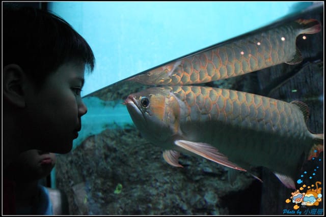 《遊記—屏東》國立海洋生物博物館~與海洋生物最近距離的接觸 - 第57張圖 《遊記—屏東》國立海洋生物博物館~與海洋生物最近距離的接觸