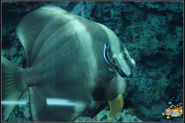 《遊記—屏東》國立海洋生物博物館~與海洋生物最近距離的接觸 - 第18張圖 《遊記—屏東》國立海洋生物博物館~與海洋生物最近距離的接觸