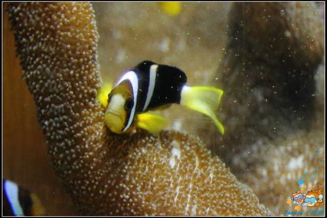 《遊記—屏東》國立海洋生物博物館~與海洋生物最近距離的接觸 - 第22張圖 《遊記—屏東》國立海洋生物博物館~與海洋生物最近距離的接觸