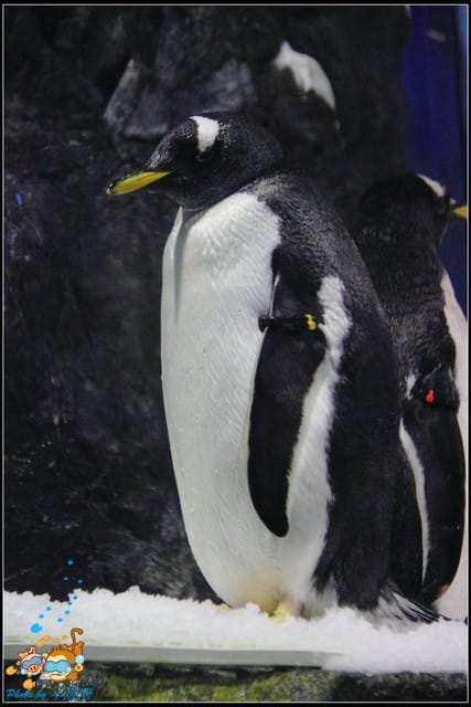 《遊記—屏東》國立海洋生物博物館~與海洋生物最近距離的接觸 - 第53張圖 《遊記—屏東》國立海洋生物博物館~與海洋生物最近距離的接觸