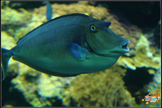 《遊記—屏東》國立海洋生物博物館~與海洋生物最近距離的接觸 - 第10張圖 《遊記—屏東》國立海洋生物博物館~與海洋生物最近距離的接觸