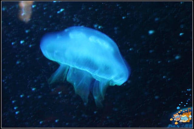 《遊記—屏東》國立海洋生物博物館~與海洋生物最近距離的接觸 - 第45張圖 《遊記—屏東》國立海洋生物博物館~與海洋生物最近距離的接觸