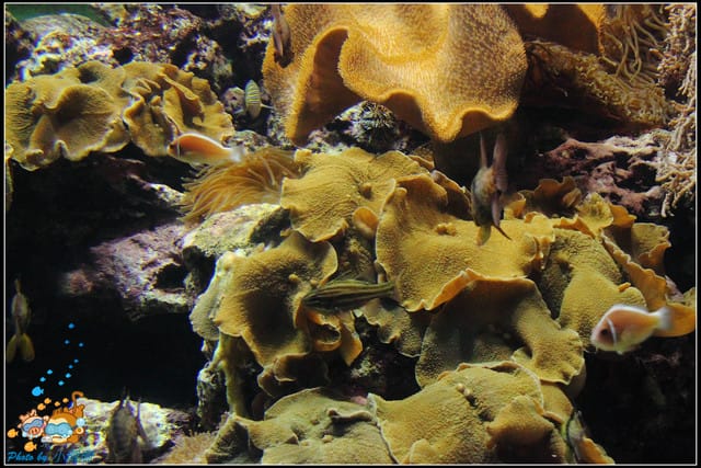 《遊記—屏東》國立海洋生物博物館~與海洋生物最近距離的接觸 - 第31張圖 《遊記—屏東》國立海洋生物博物館~與海洋生物最近距離的接觸