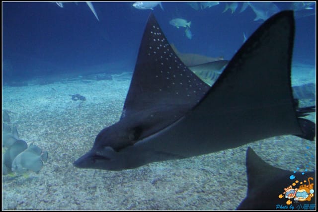 《遊記—屏東》國立海洋生物博物館~與海洋生物最近距離的接觸 - 第38張圖 《遊記—屏東》國立海洋生物博物館~與海洋生物最近距離的接觸