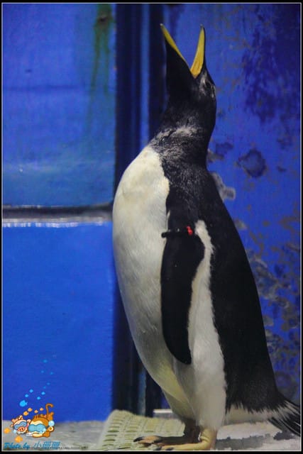《遊記—屏東》國立海洋生物博物館~與海洋生物最近距離的接觸 - 第54張圖 《遊記—屏東》國立海洋生物博物館~與海洋生物最近距離的接觸