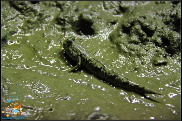 《遊記—屏東》國立海洋生物博物館~與海洋生物最近距離的接觸 - 第27張圖 《遊記—屏東》國立海洋生物博物館~與海洋生物最近距離的接觸