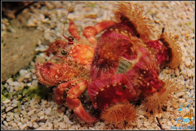 《遊記—屏東》國立海洋生物博物館~與海洋生物最近距離的接觸 - 第29張圖 《遊記—屏東》國立海洋生物博物館~與海洋生物最近距離的接觸