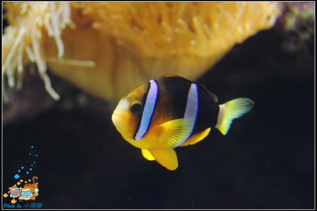 《遊記—屏東》國立海洋生物博物館~與海洋生物最近距離的接觸 - 第32張圖 《遊記—屏東》國立海洋生物博物館~與海洋生物最近距離的接觸