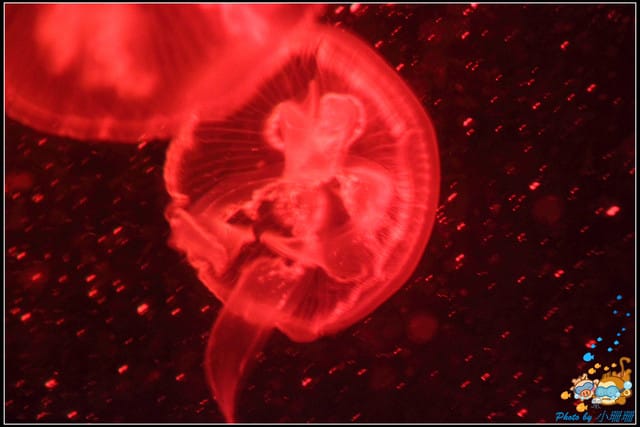 《遊記—屏東》國立海洋生物博物館~與海洋生物最近距離的接觸 - 第44張圖 《遊記—屏東》國立海洋生物博物館~與海洋生物最近距離的接觸