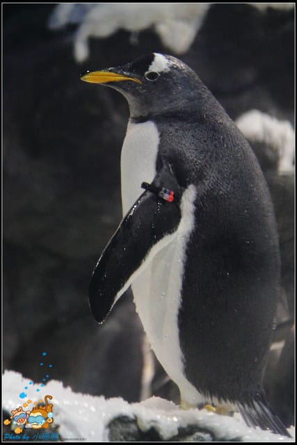 《遊記—屏東》國立海洋生物博物館~與海洋生物最近距離的接觸 - 第55張圖 《遊記—屏東》國立海洋生物博物館~與海洋生物最近距離的接觸