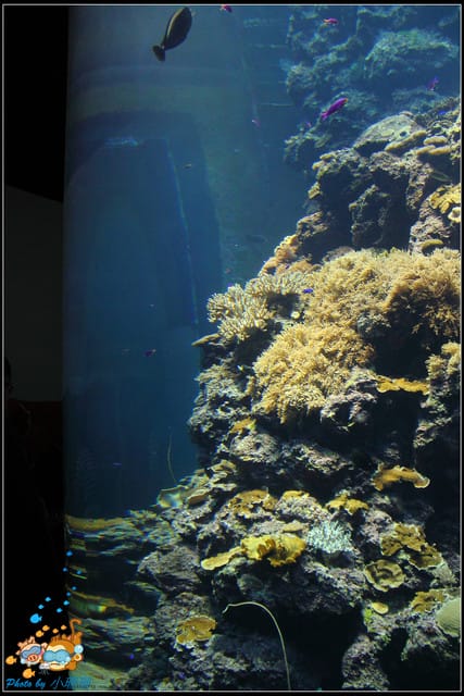 《遊記—屏東》國立海洋生物博物館~與海洋生物最近距離的接觸 - 第11張圖 《遊記—屏東》國立海洋生物博物館~與海洋生物最近距離的接觸