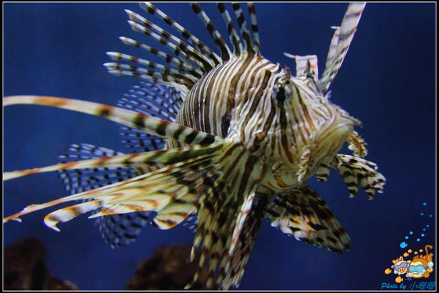 《遊記—屏東》國立海洋生物博物館~與海洋生物最近距離的接觸 - 第34張圖 《遊記—屏東》國立海洋生物博物館~與海洋生物最近距離的接觸