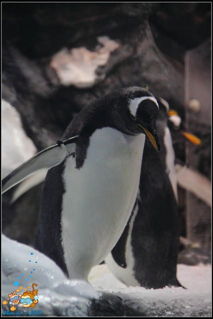 《遊記—屏東》國立海洋生物博物館~與海洋生物最近距離的接觸 - 第50張圖 《遊記—屏東》國立海洋生物博物館~與海洋生物最近距離的接觸