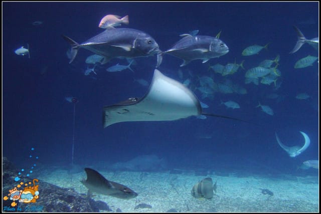 《遊記—屏東》國立海洋生物博物館~與海洋生物最近距離的接觸 - 第39張圖 《遊記—屏東》國立海洋生物博物館~與海洋生物最近距離的接觸