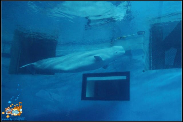 《遊記—屏東》國立海洋生物博物館~與海洋生物最近距離的接觸 - 第24張圖 《遊記—屏東》國立海洋生物博物館~與海洋生物最近距離的接觸
