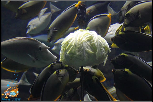 《遊記—屏東》國立海洋生物博物館~與海洋生物最近距離的接觸 - 第33張圖 《遊記—屏東》國立海洋生物博物館~與海洋生物最近距離的接觸