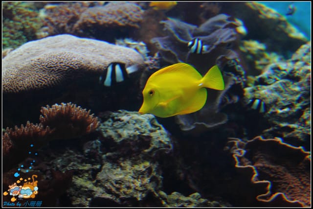 《遊記—屏東》國立海洋生物博物館~與海洋生物最近距離的接觸 - 第8張圖 《遊記—屏東》國立海洋生物博物館~與海洋生物最近距離的接觸