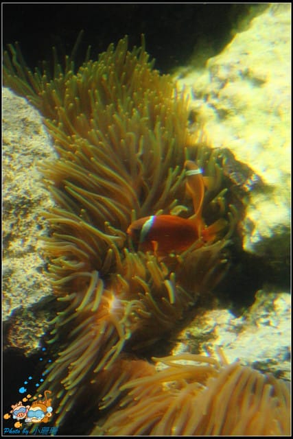 《遊記—屏東》國立海洋生物博物館~與海洋生物最近距離的接觸 - 第21張圖 《遊記—屏東》國立海洋生物博物館~與海洋生物最近距離的接觸