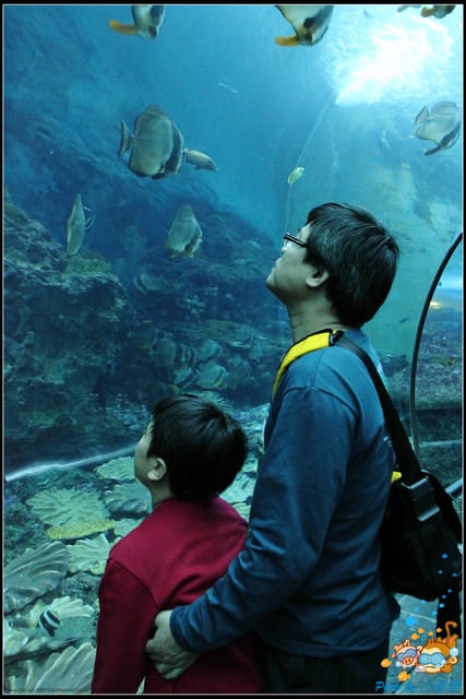 《遊記—屏東》國立海洋生物博物館~與海洋生物最近距離的接觸 - 第20張圖 《遊記—屏東》國立海洋生物博物館~與海洋生物最近距離的接觸