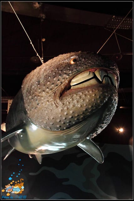 《遊記—屏東》國立海洋生物博物館~與海洋生物最近距離的接觸 - 第42張圖 《遊記—屏東》國立海洋生物博物館~與海洋生物最近距離的接觸
