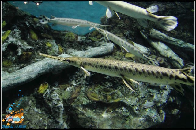 《遊記—屏東》國立海洋生物博物館~與海洋生物最近距離的接觸 - 第46張圖 《遊記—屏東》國立海洋生物博物館~與海洋生物最近距離的接觸