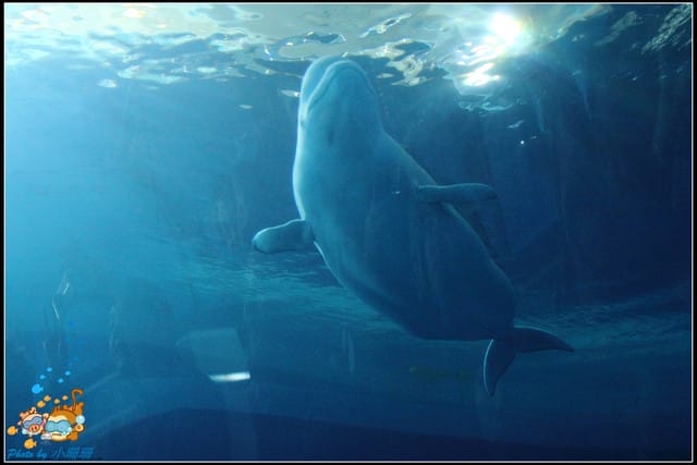 《遊記—屏東》國立海洋生物博物館~與海洋生物最近距離的接觸 - 第23張圖 《遊記—屏東》國立海洋生物博物館~與海洋生物最近距離的接觸
