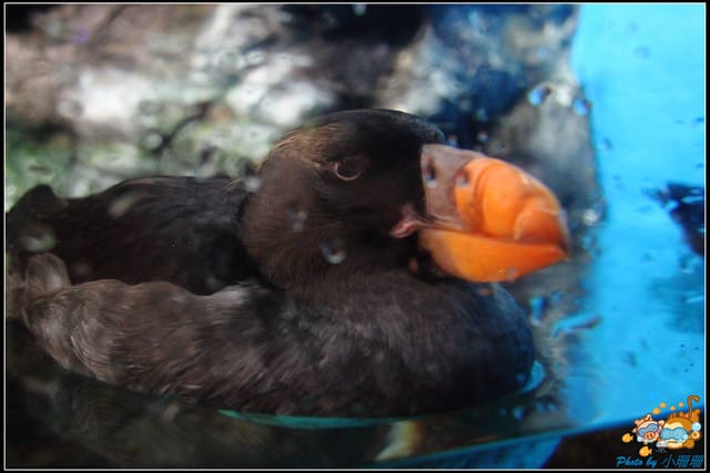 《遊記—屏東》國立海洋生物博物館~與海洋生物最近距離的接觸 - 第56張圖 《遊記—屏東》國立海洋生物博物館~與海洋生物最近距離的接觸