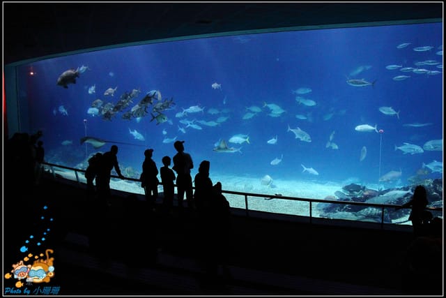 《遊記—屏東》國立海洋生物博物館~與海洋生物最近距離的接觸 - 第36張圖 《遊記—屏東》國立海洋生物博物館~與海洋生物最近距離的接觸