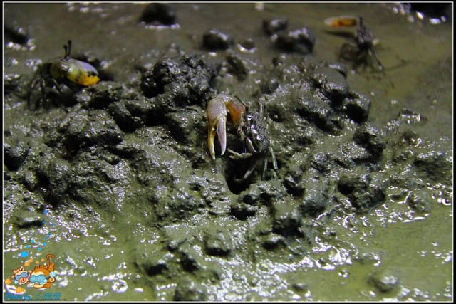 《遊記—屏東》國立海洋生物博物館~與海洋生物最近距離的接觸 - 第26張圖 《遊記—屏東》國立海洋生物博物館~與海洋生物最近距離的接觸