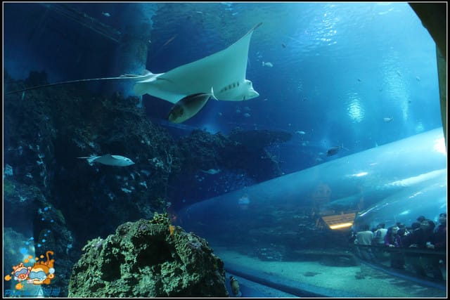 《遊記—屏東》國立海洋生物博物館~與海洋生物最近距離的接觸 - 第14張圖 《遊記—屏東》國立海洋生物博物館~與海洋生物最近距離的接觸