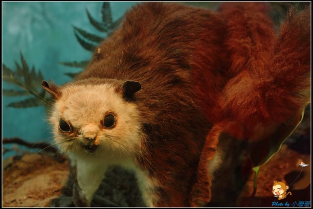 《遊記—宜蘭》蘭陽博物館～走入宜蘭的歷史文化