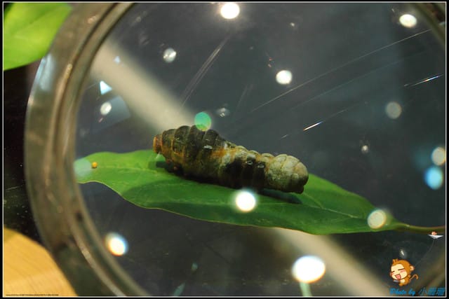 《遊記—宜蘭》蘭陽博物館～走入宜蘭的歷史文化