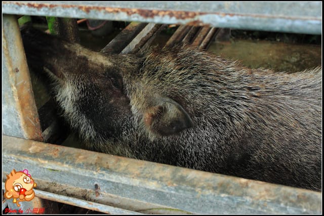《食記—基隆》芳裕農場～擁抱大自然囉！