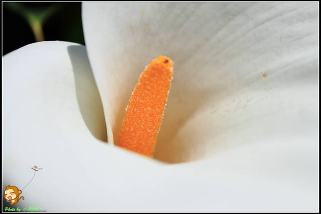 《遊記—台北》相芋‧在陽明山竹子湖～