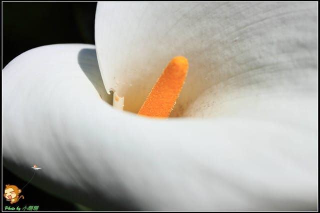 《遊記—台北》相芋‧在陽明山竹子湖～