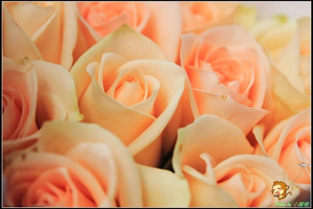 《遊記—台北》相芋‧在陽明山竹子湖～