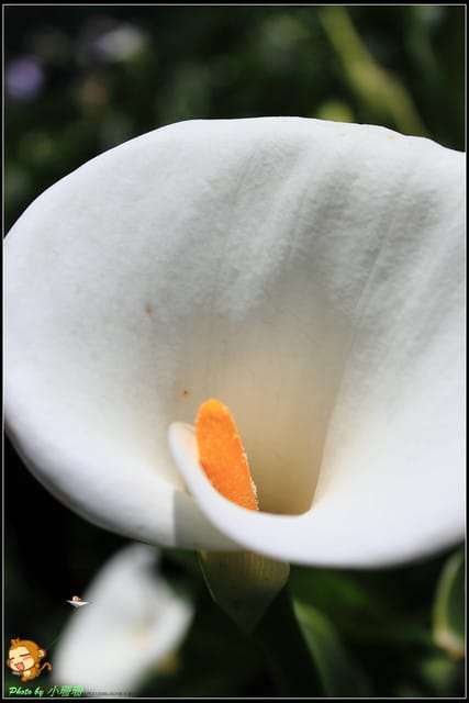 《遊記—台北》相芋‧在陽明山竹子湖～