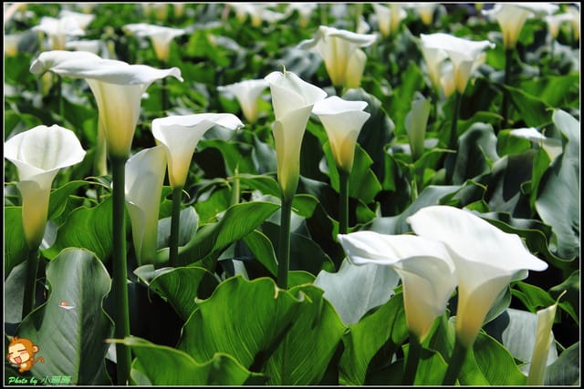 《遊記—台北》相芋‧在陽明山竹子湖～