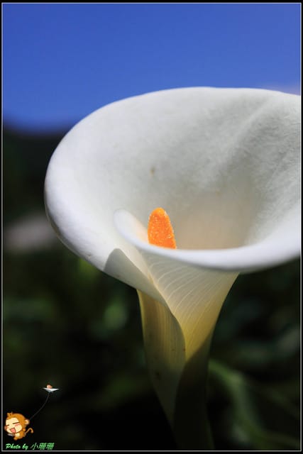 《遊記—台北》相芋‧在陽明山竹子湖～