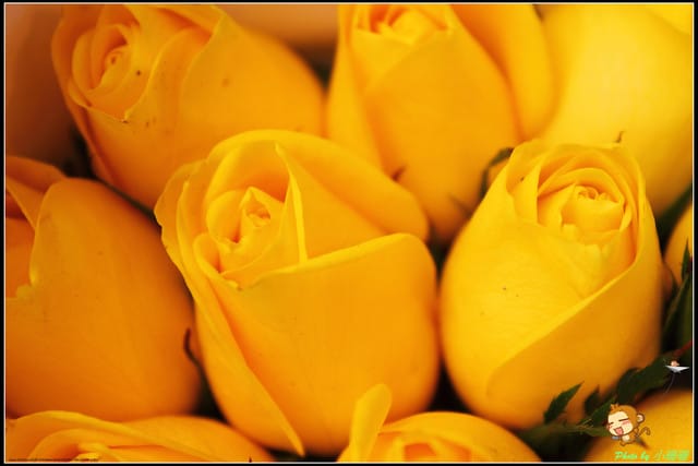 《遊記—台北》相芋‧在陽明山竹子湖～