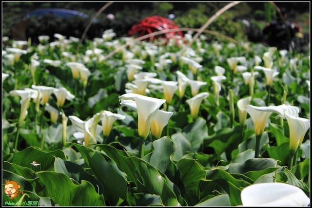 《遊記—台北》相芋‧在陽明山竹子湖～