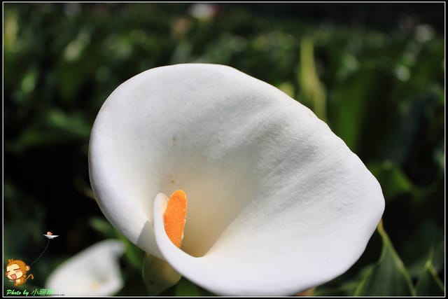 《遊記—台北》相芋‧在陽明山竹子湖～