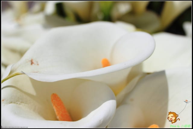 《遊記—台北》相芋‧在陽明山竹子湖～