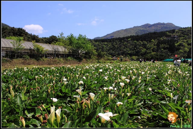 《遊記—台北》相芋‧在陽明山竹子湖～