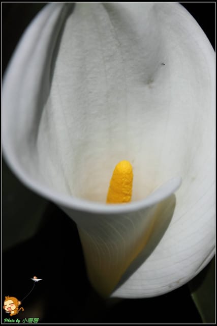 《遊記—台北》相芋‧在陽明山竹子湖～